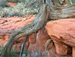Richard Lehmnann Photo 17